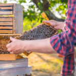 Honey Wrap to Treat Mucus Buildup and Coughs