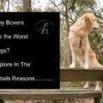 Why Boxers Are the Worst Dogs?